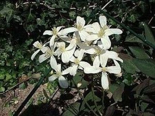 Clematis Recta Vanilla Scented White Clematis – 15 Seeds