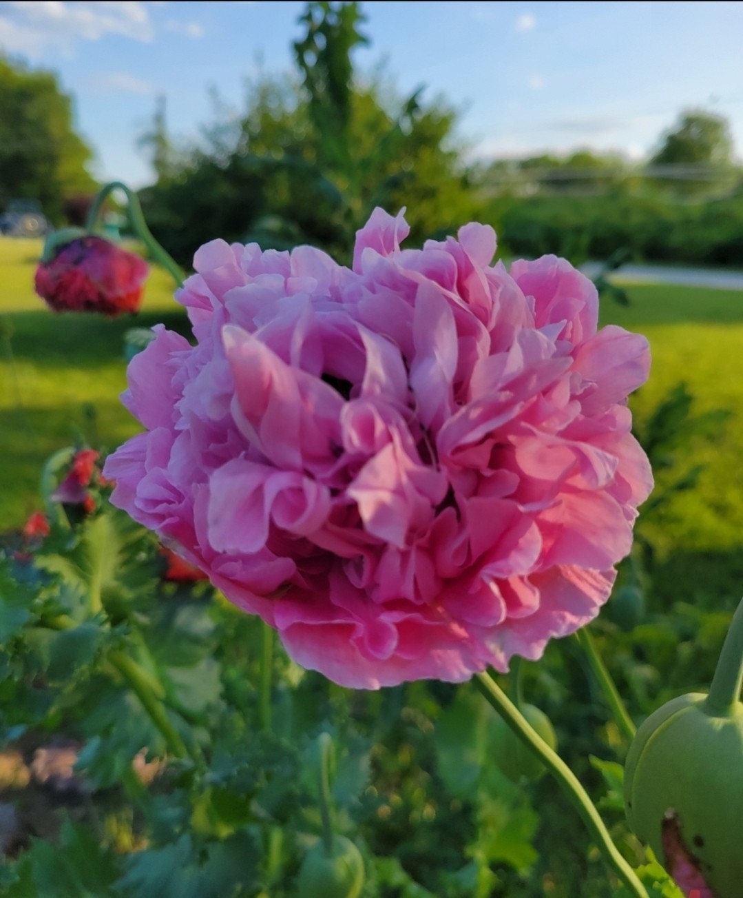 Variety Poppy Seed Mix Papever Somniferum Seeds 1000 Seeds Easy Germinate