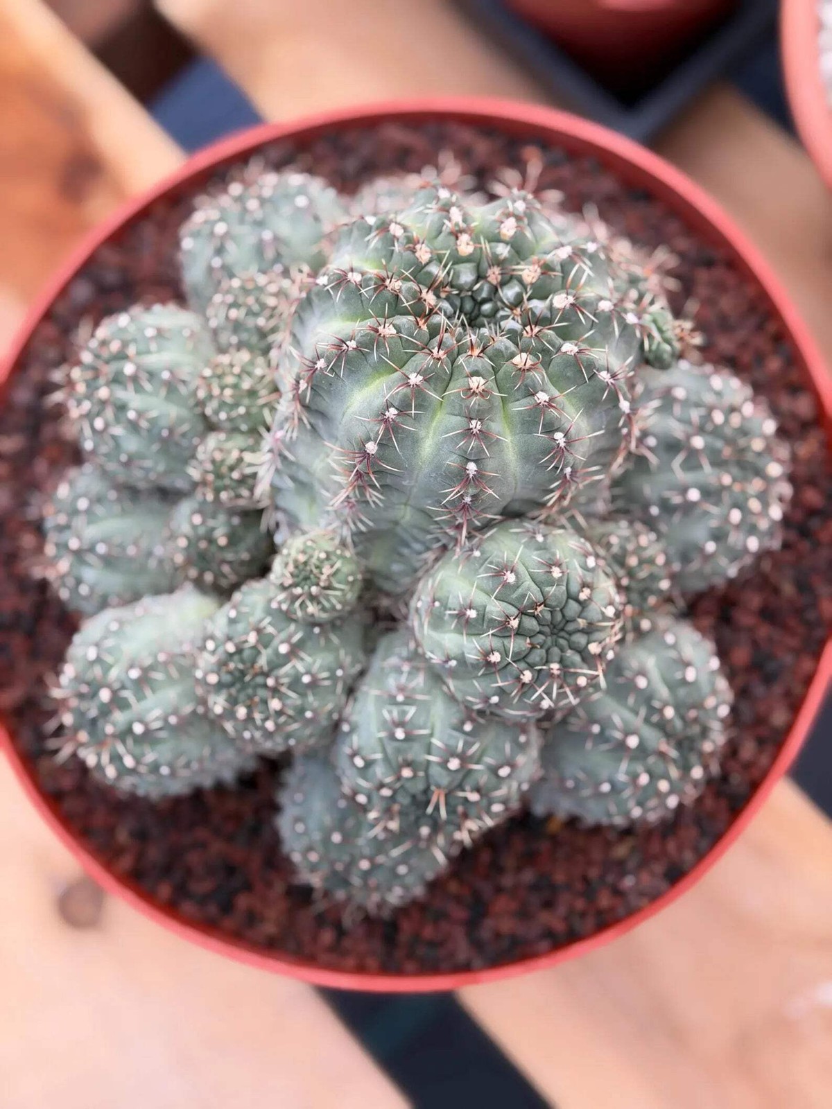 Large Gymnocalycium Baldianum Cluster | Rare Seed‑Grown Live Cactus Plant