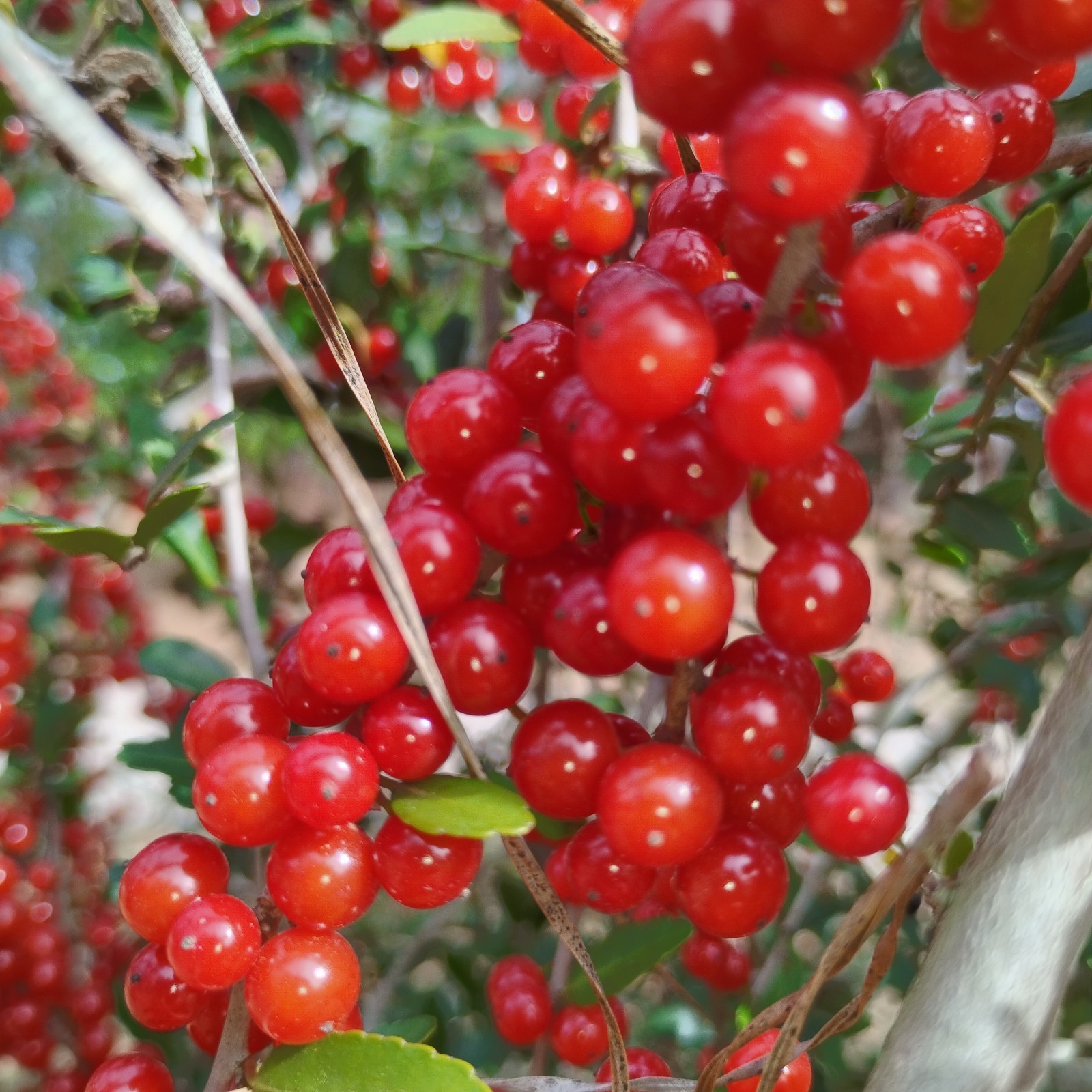 200 Weeping Yaupon Holly Tree Seeds (Ilex Vomitoria) Freshly Harvested 2026!
