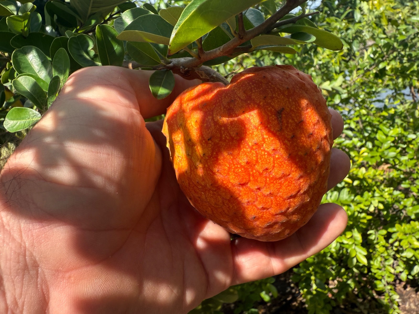 Annona spinescens seeds x 25