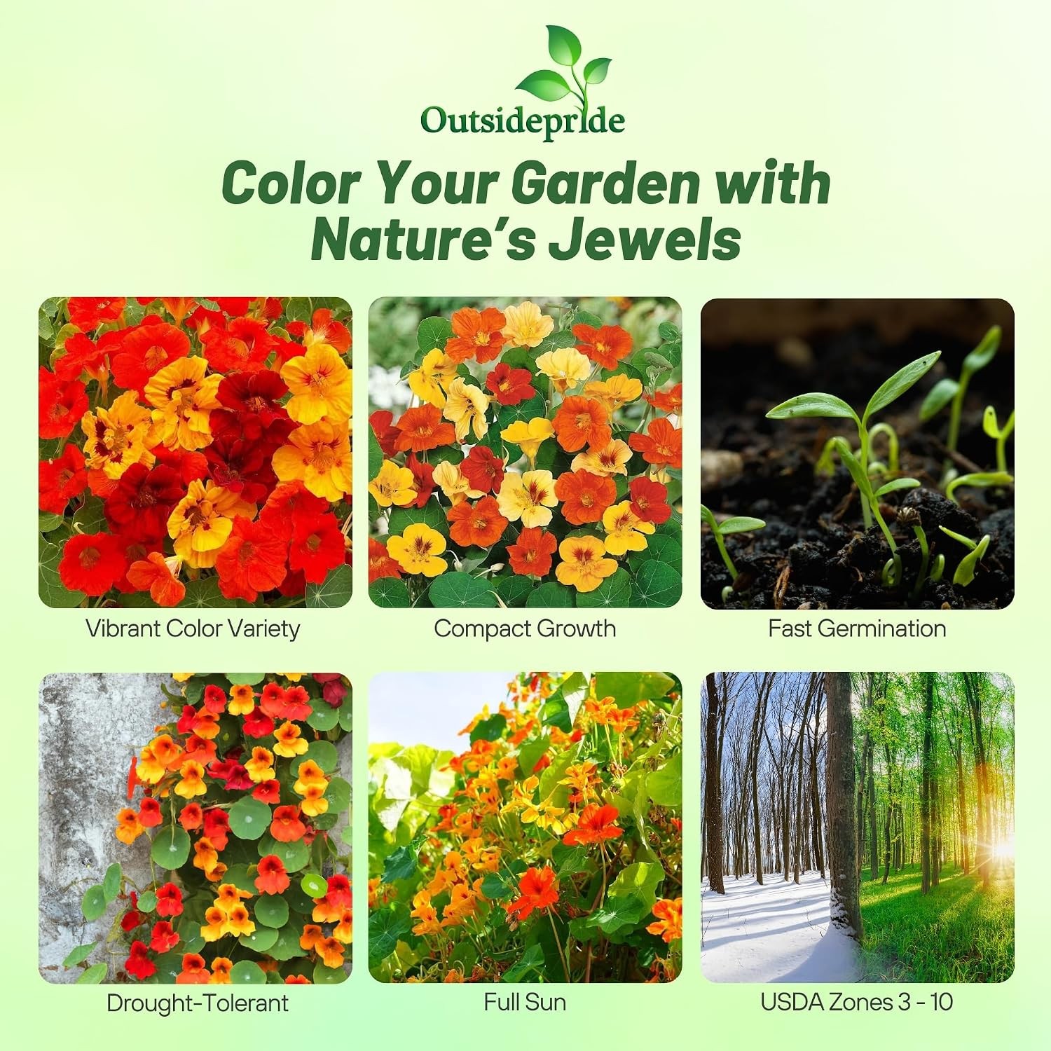 Jewel Mix Nasturtium Seeds – 1 lb. Annual, Easy to Grow & Versatile, Flower Seed