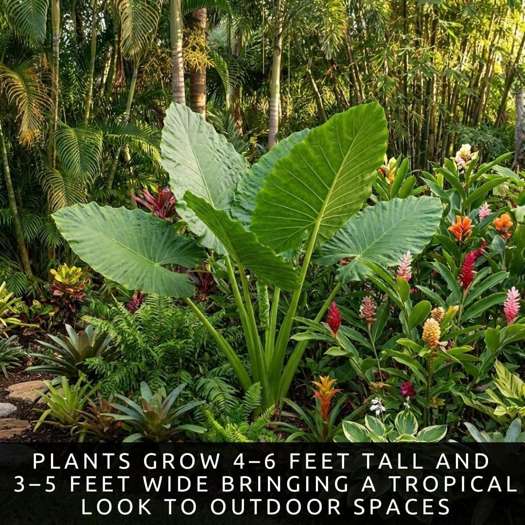 Organic Colocasia Esculenta Bulbs, Thrives in Full Sun and Produces Large Leaves
