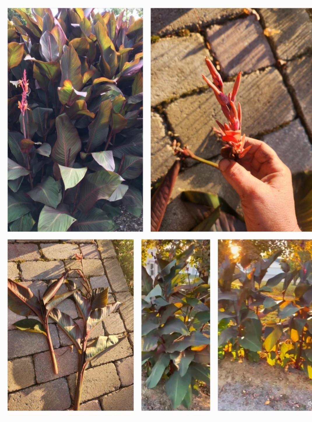 Lot Of 3 GIANT 12ft Tall MUSIFOLIA Canna Lily Rhizome Bronze/green Red Orange