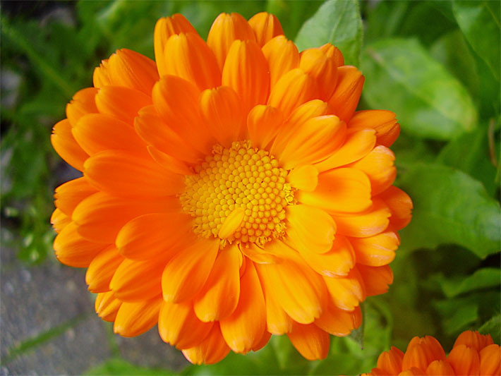 2250+ Seeds, 1/2oz=15g, CALENDULA officinalis ORGANIC Edible Flowers Medicinal