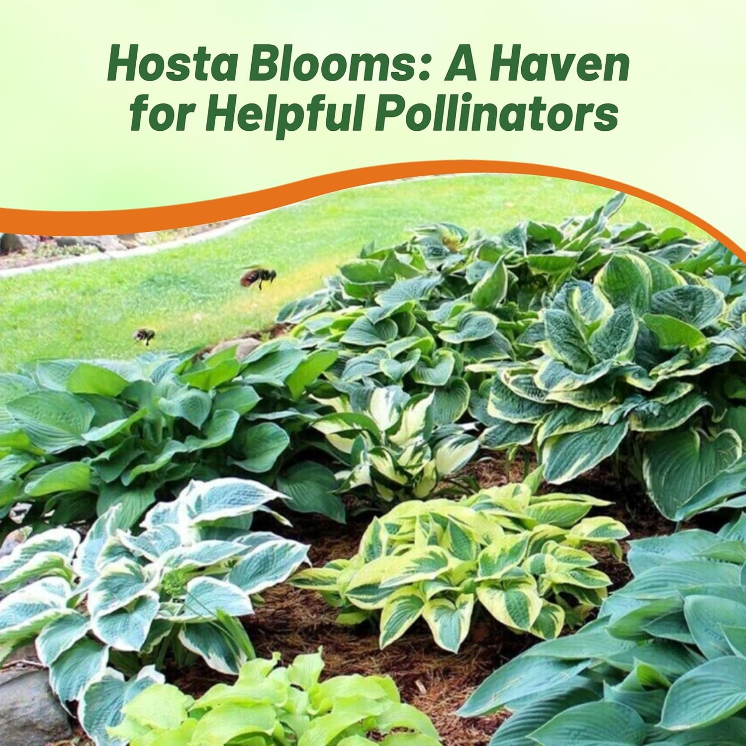 Hosta American Seeds – 100 Pcs. Perennial, Easy to Grow & Low Maintenance, Flowe