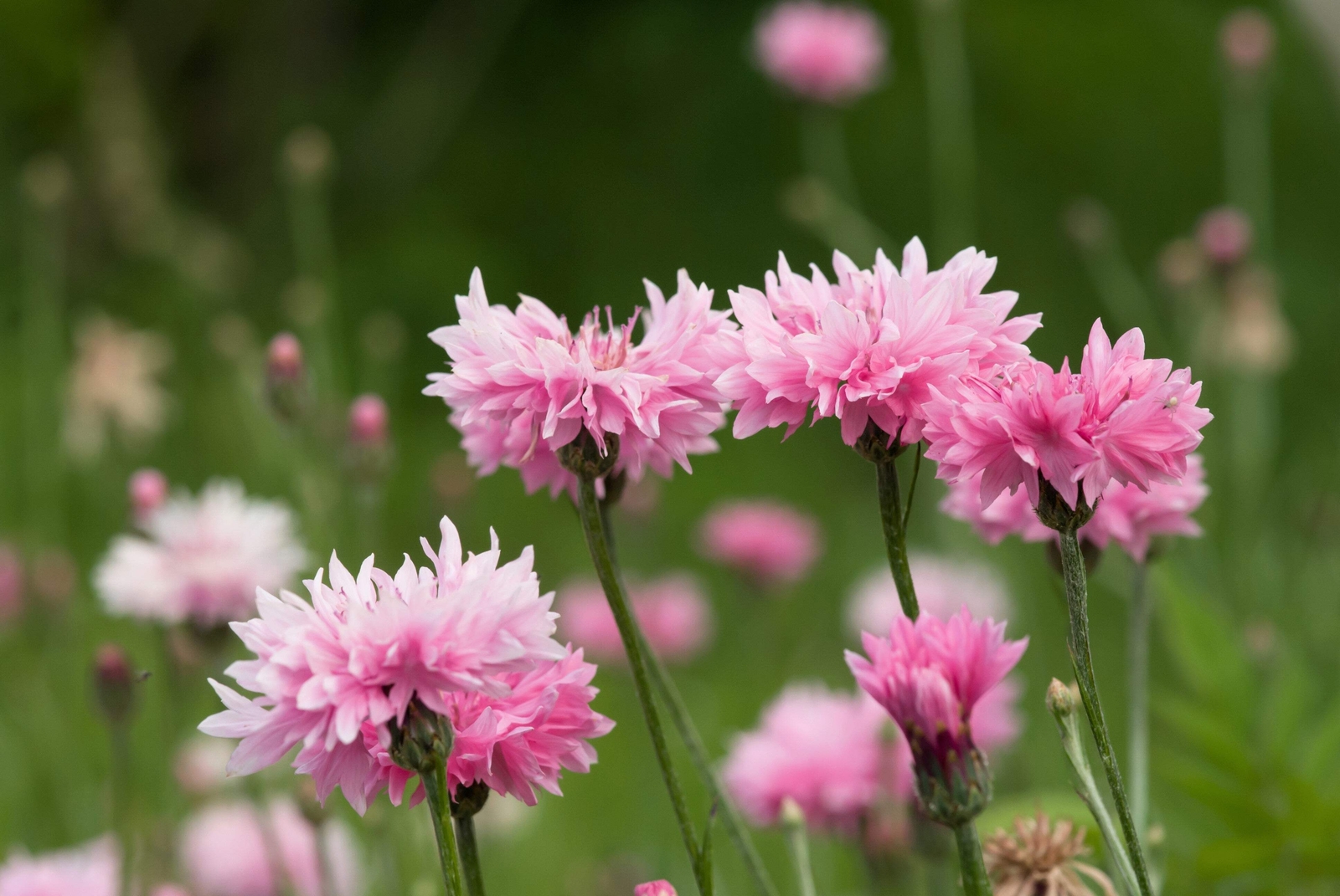 750 Pink BACHELOR’S BUTTON / CORNFLOWER Centaurea Cyanus Flower Seeds