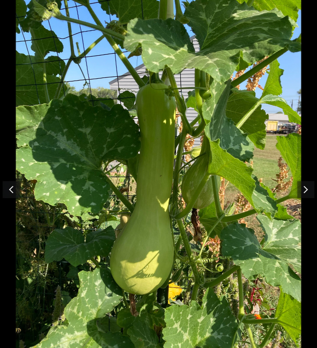 15 Tromboncino Squash Seeds Italian Zuchetta Cucuzzi. Summer and Winter in One !