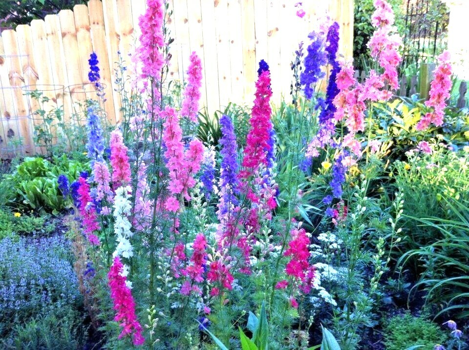 600+LARKSPUR Rocket IMPERIAL Mix Seeds Native Wildflower Cut Flowers Pollinators
