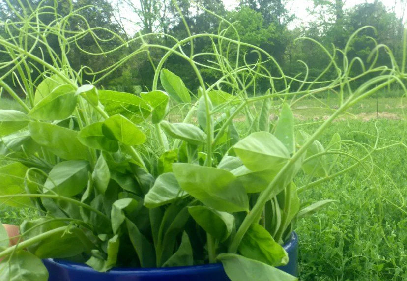 Austrian Winter Shelling Pea Seeds | Sweet English Peas Shoots Vegetable 2024