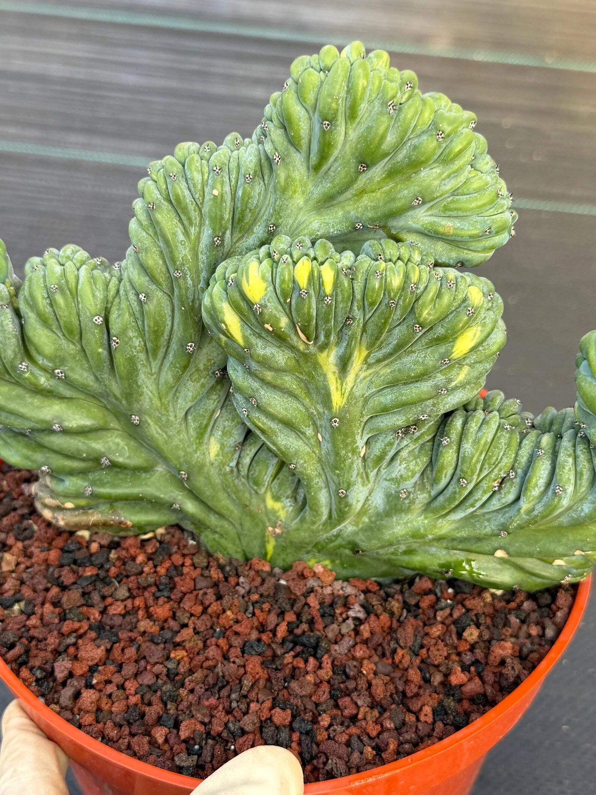Variegated Crested Blue Myrtle Cactus – Rare Fan-Shaped Specimen | Collector’s P