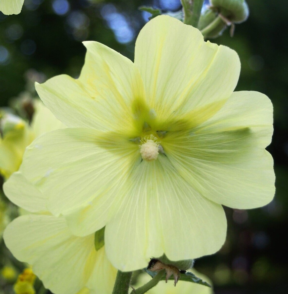 YELLOW HOLLYHOCK Seeds *FREE Shipping!* Alcea rugosa Hollyhock Flower Seeds