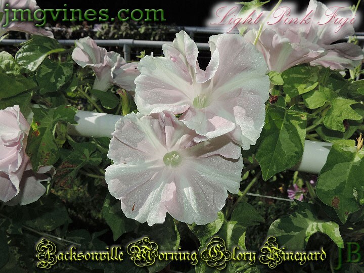Light Pink Fuji Japanese Morning Glory 6 Qty