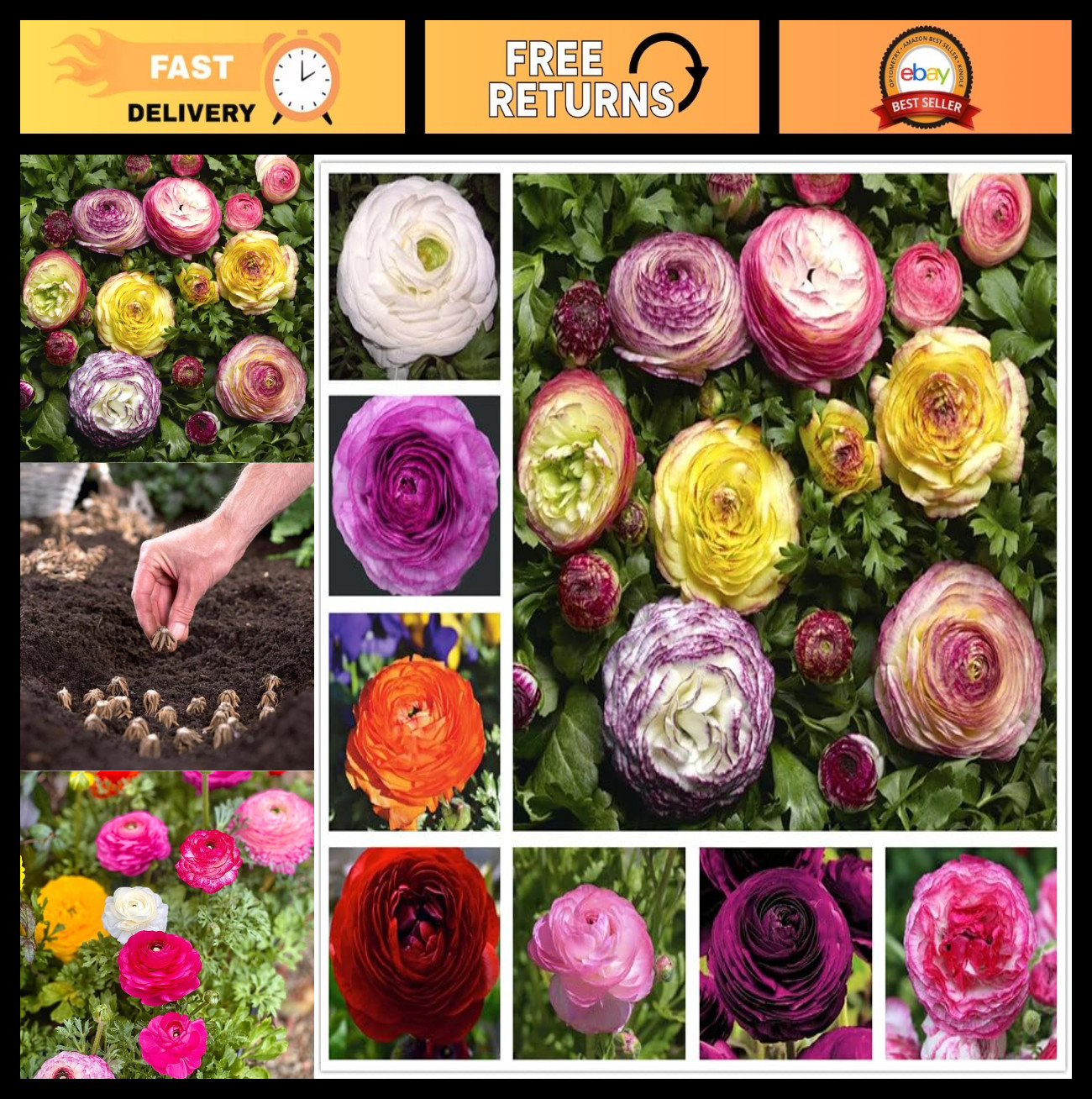 10PCS Mixed Color Ranunculus Bulbs – Double Buttercups for Spring Weddings & Gar