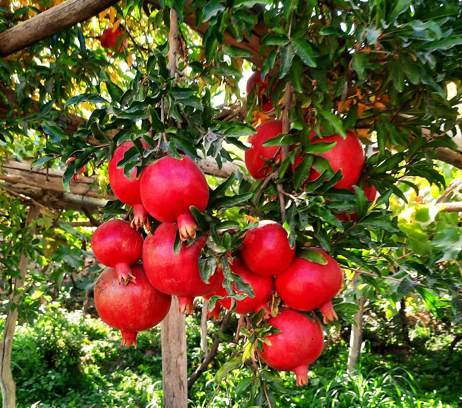 Pomegranate Tree Seeds – For 2026 Planting Punica Granatum Anar Dalim Granate