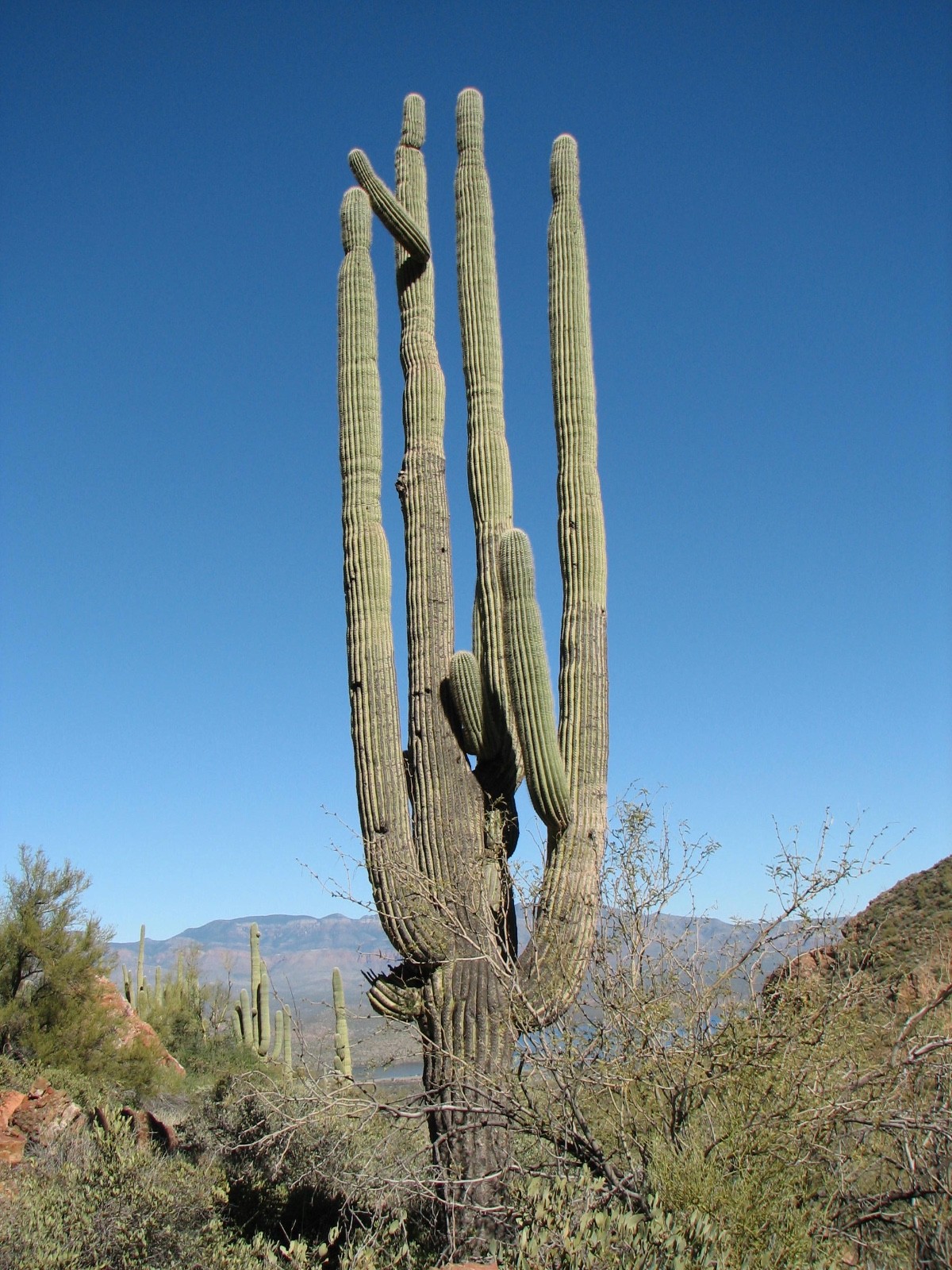 Saguaro Cactus seeds – Carnegiea gigantea seeds