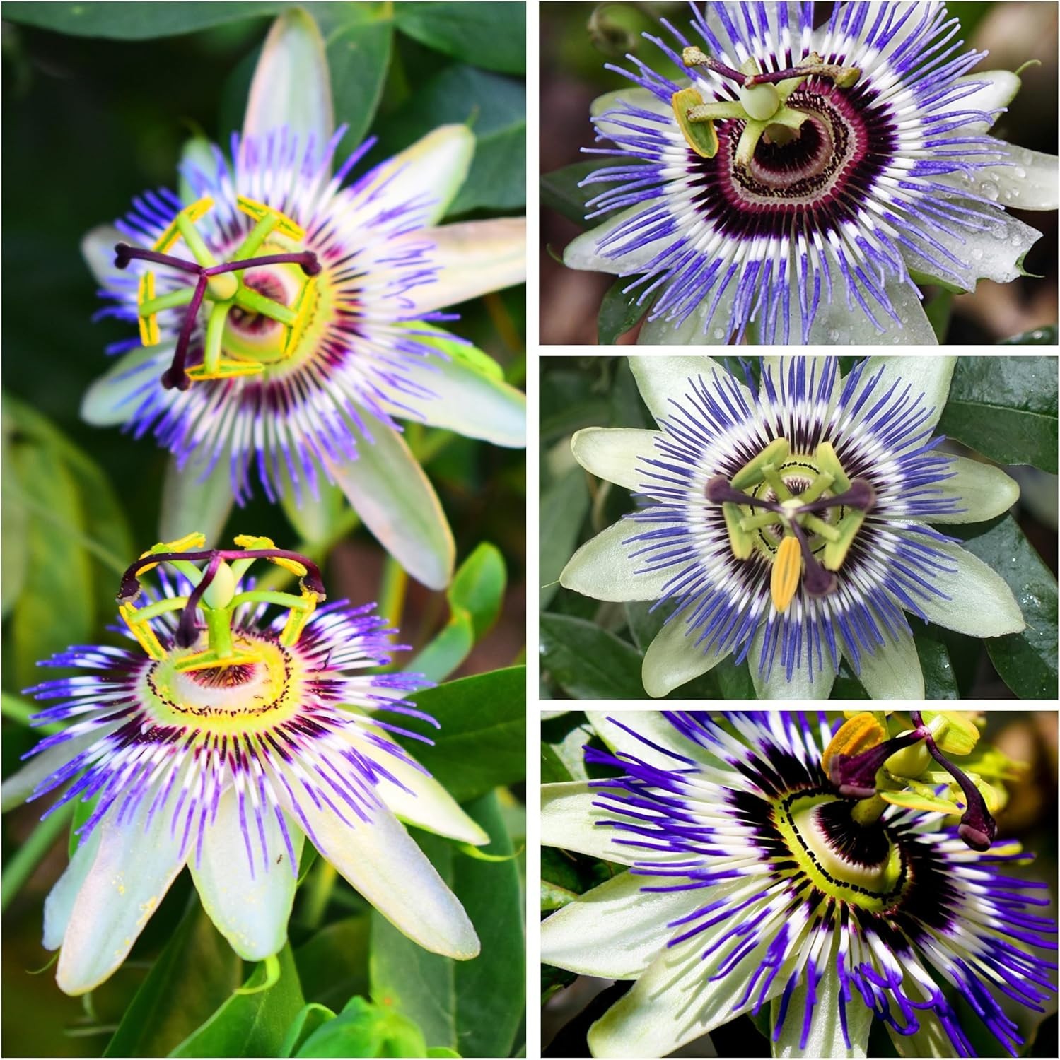 Tropical Blue Passion Flower Seeds – 100 Open Pollinated Heirloom Seeds Pack