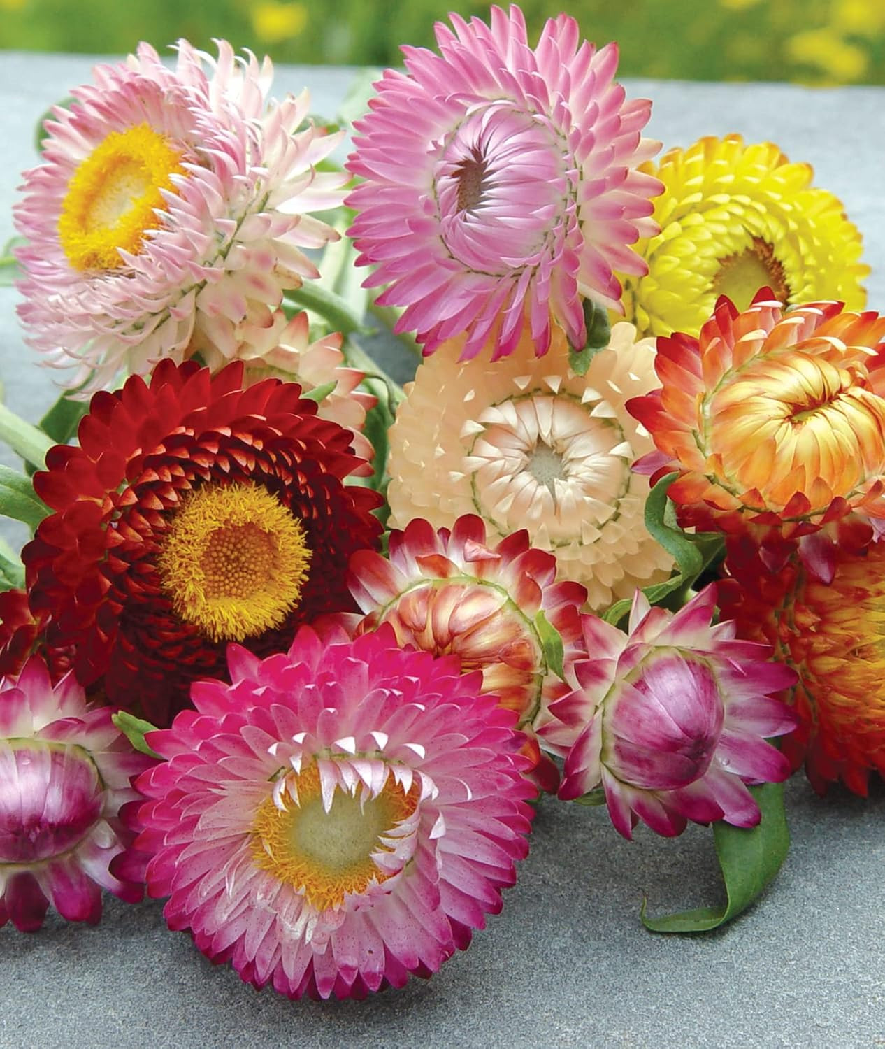 Tall Mixed Colors Strawflower Seeds 750 Seeds