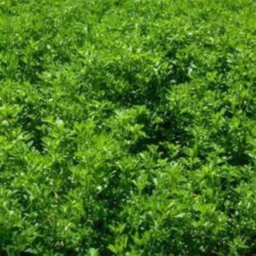 Winter Hardy Alfalfa Seeds 10 Lbs – Nitrocoated, Inoculated, Lush Green Forage