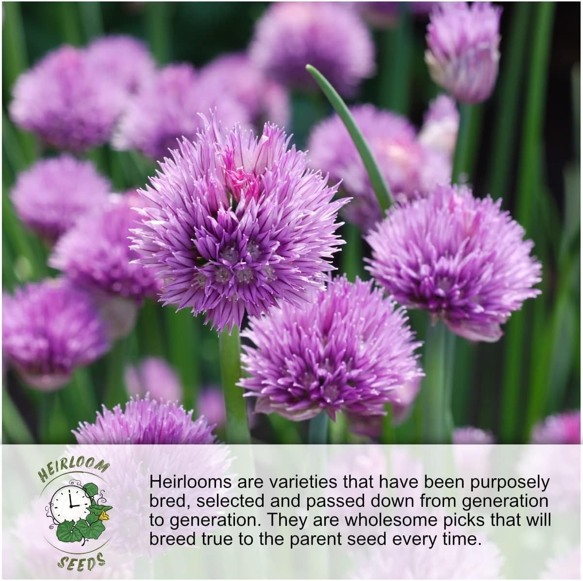 Grow Your Own Heirloom Indoor Herb Garden with 5 Fresh Non-GMO Seed Varieties