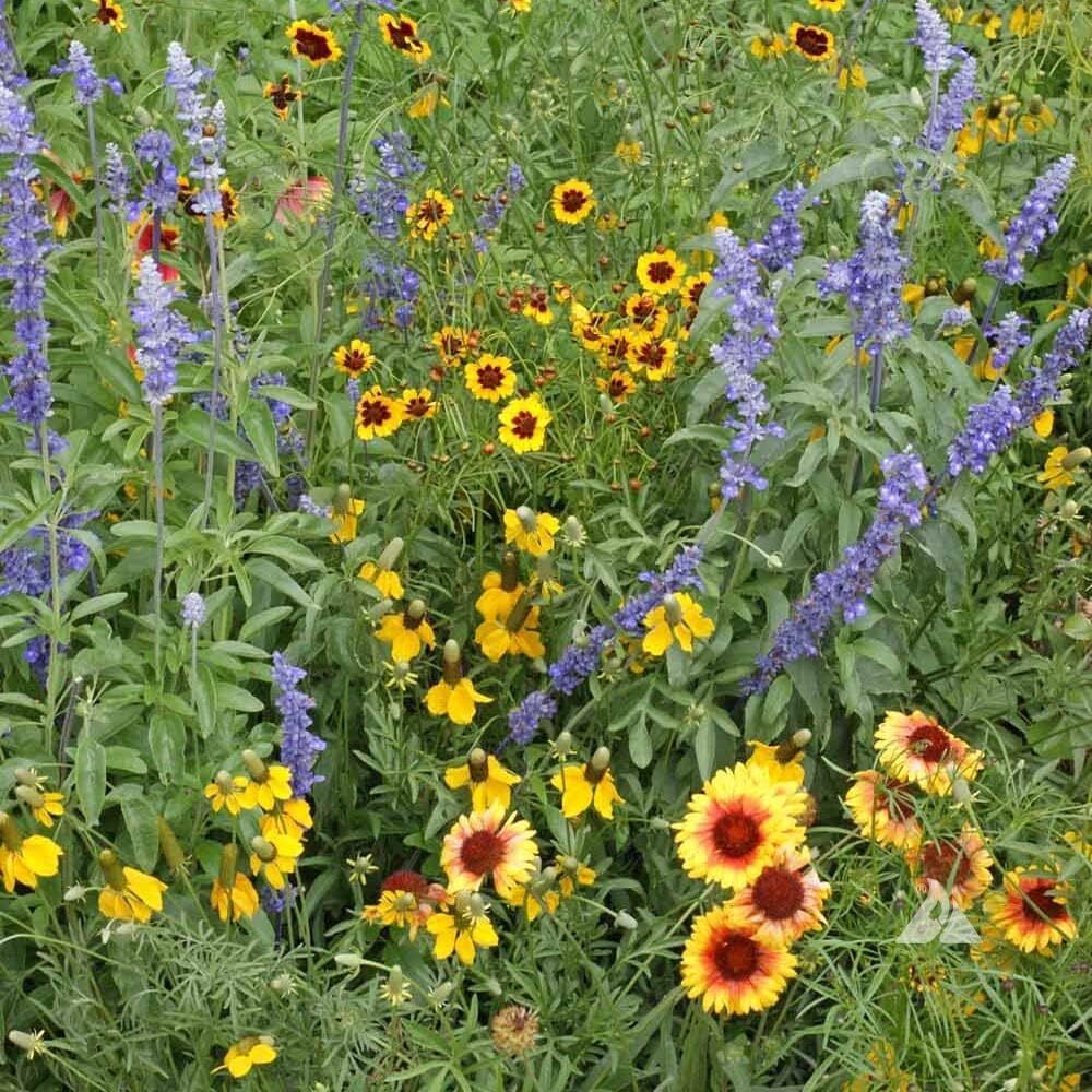 1 Lb. Xeriscape Dryland Drought Tolerant Wild Flower Seed Mix For A