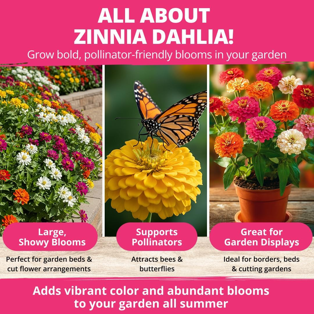 Zinnia Dahlia Seeds Pack for 2026 Non GMO 524 Flower Seeds | Vibrant Zinnia Eleg