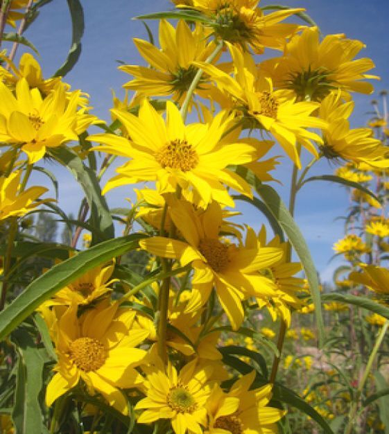 Maximilian Sunflower Seeds 50+ Helianthus Maximiliani Flower USA Perennial