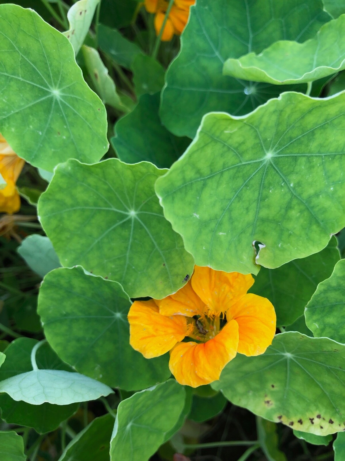 Nasturtium Seeds Mix Red Yellow Orange 50 seeds
