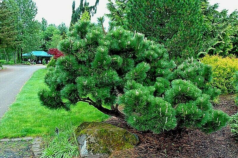 20 JAPANESE BLACK PINE TREE SEEDS (Pinus thunbergii) “Easy & Famous for Bonsai”