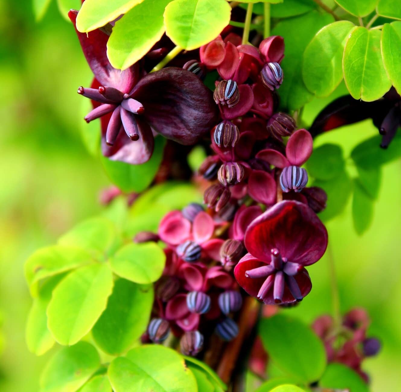 15 Exotic Chocolate Vine Seeds for Planting – Akebia quinata, Five Leaf Vine – S
