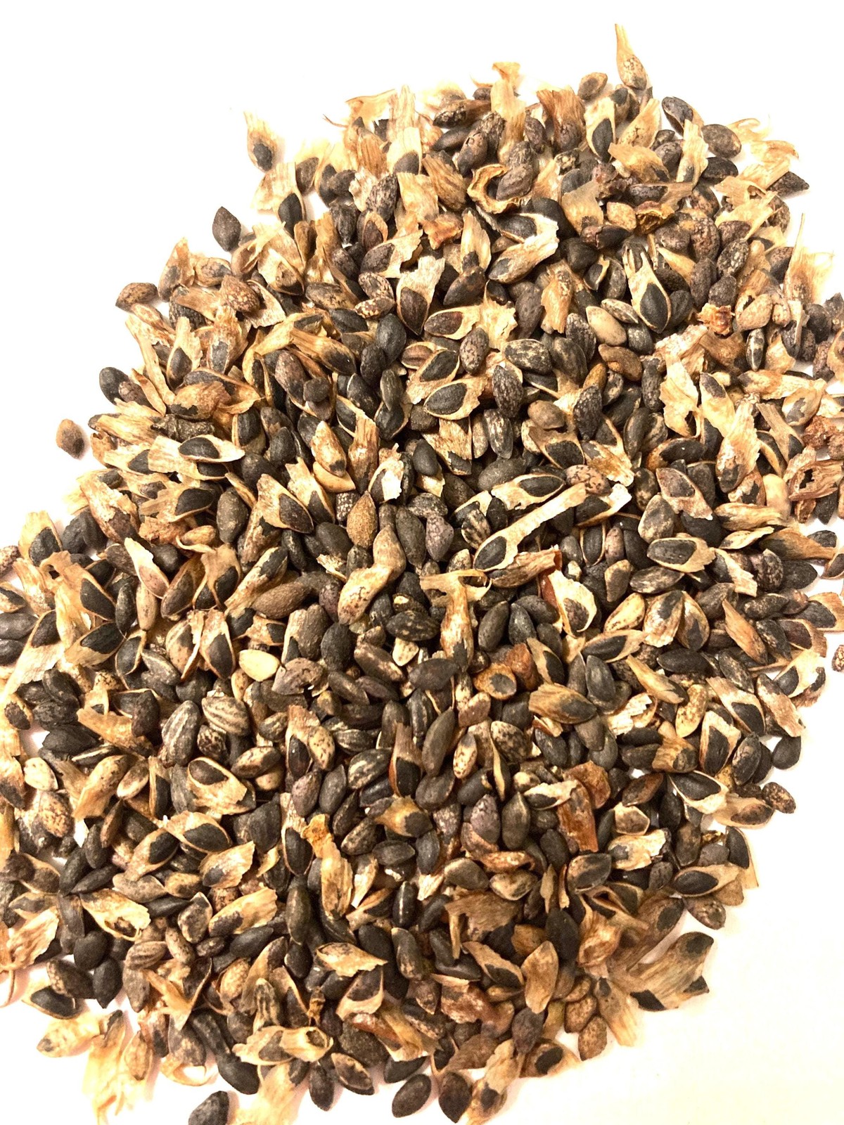 Shore Pine Seeds Pinus Contorta Beach Pine Tree Seeds With Grow Guide