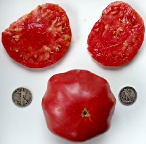 Mrtomatohead’s Top Ten 10, +25 Seed packets of my all time favorites! Will sub