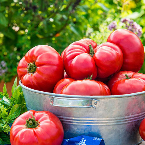 Vegetable Seeds 6 Types 60 Seeds Total Tomato Cucumber Zucchini Pepper Broccoli
