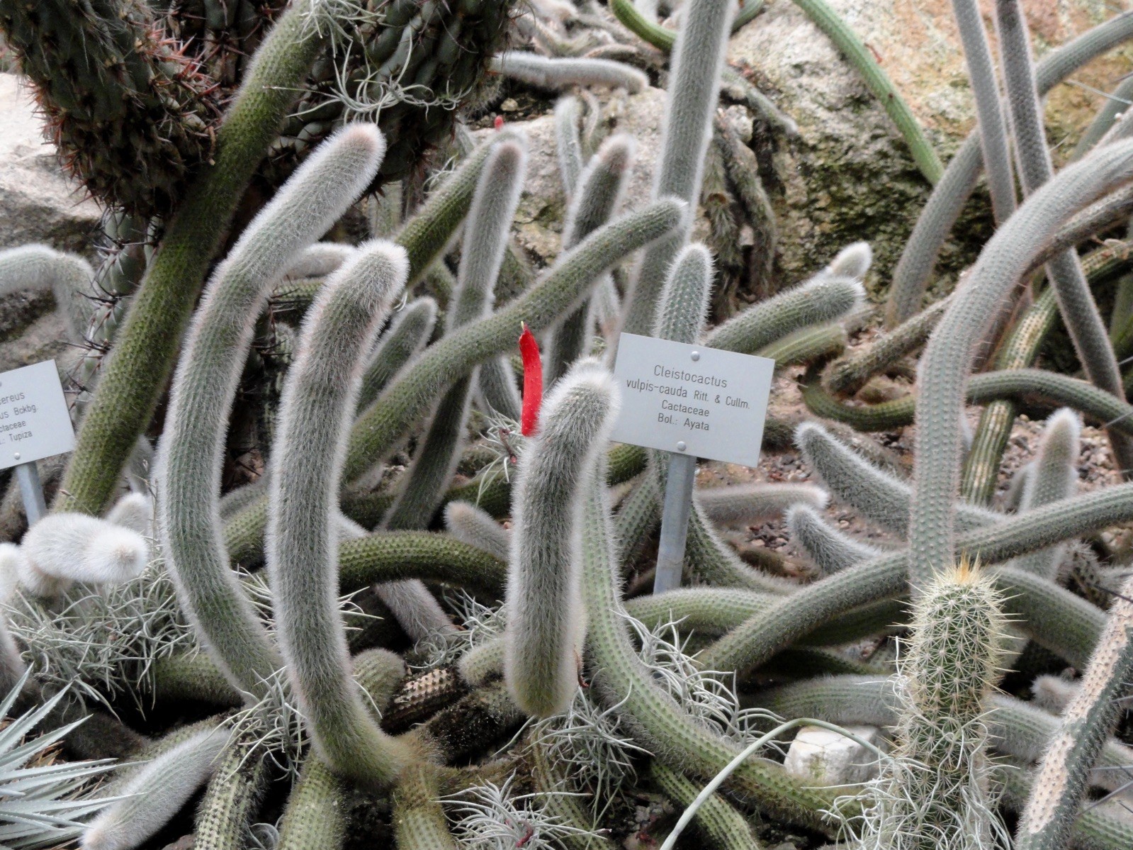 Cleistocactus vulpis-cauda 25 Seeds