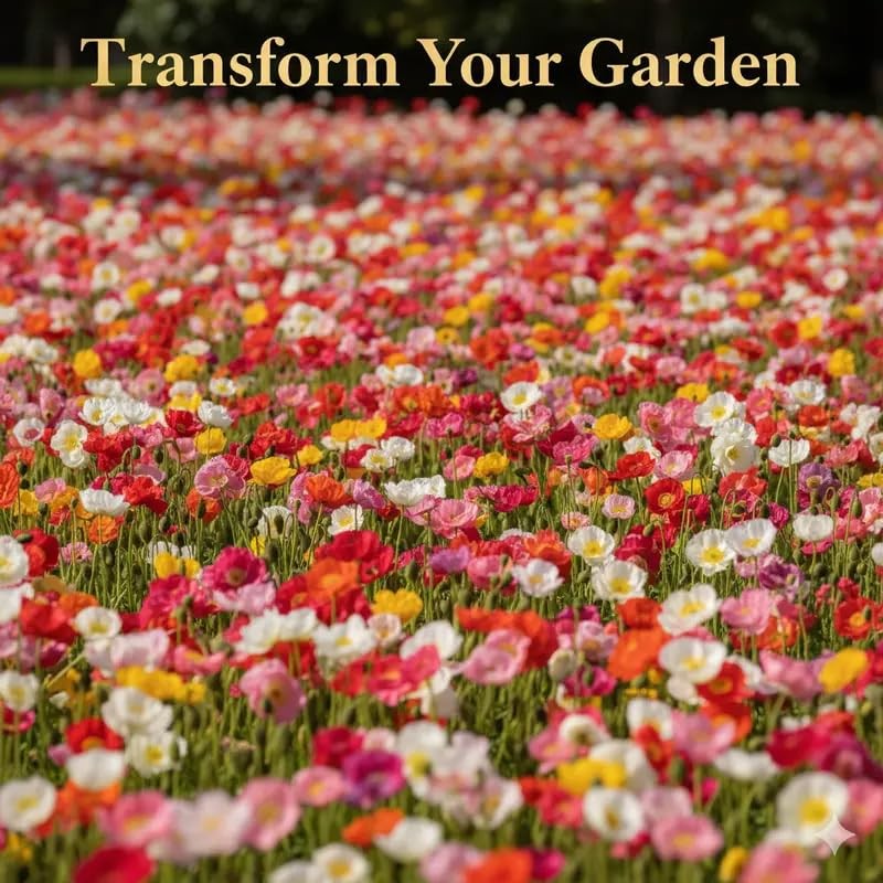 10,000+ Mixed Poppy Flower Seeds for Planting – Field Poppy Flower Seeds, Bul…