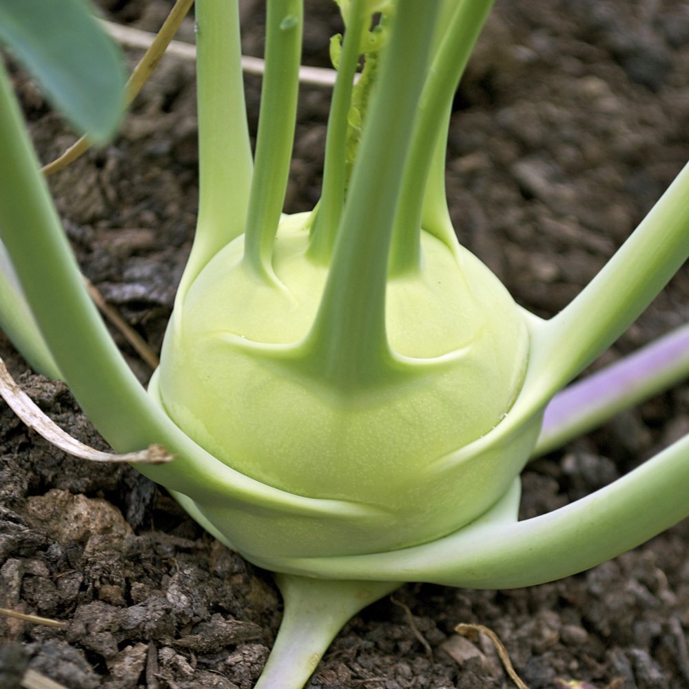 White Vienna Kohlrabi Seeds | German Cabbage Fall Garden Vegetable Seeds 2024