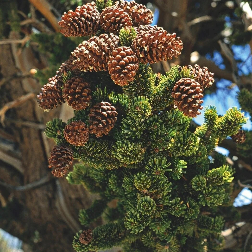 50+ Bristlecone Pine Seeds Pinus aristata Oldest Living Tree Rocky Mountain