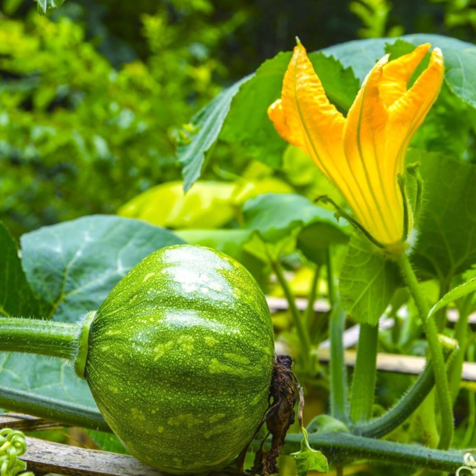 15pcs Kabocha Squash Seeds Japanese Green Pumpkin Variety for Outdoor Vegetable