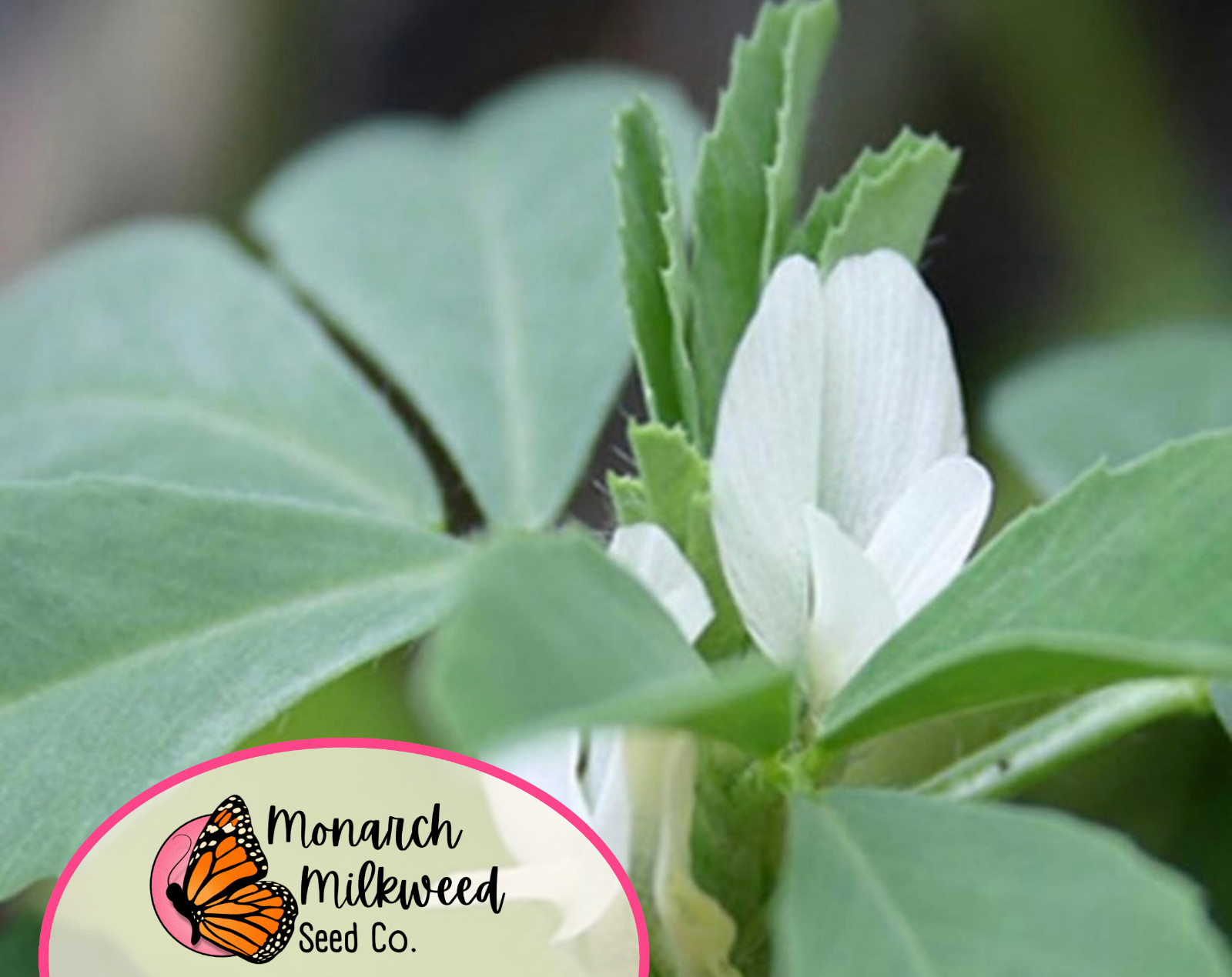 775+ Fenugreek Seeds | Non-GMO Herb & Vegetable Gardening Seed Packet, USA