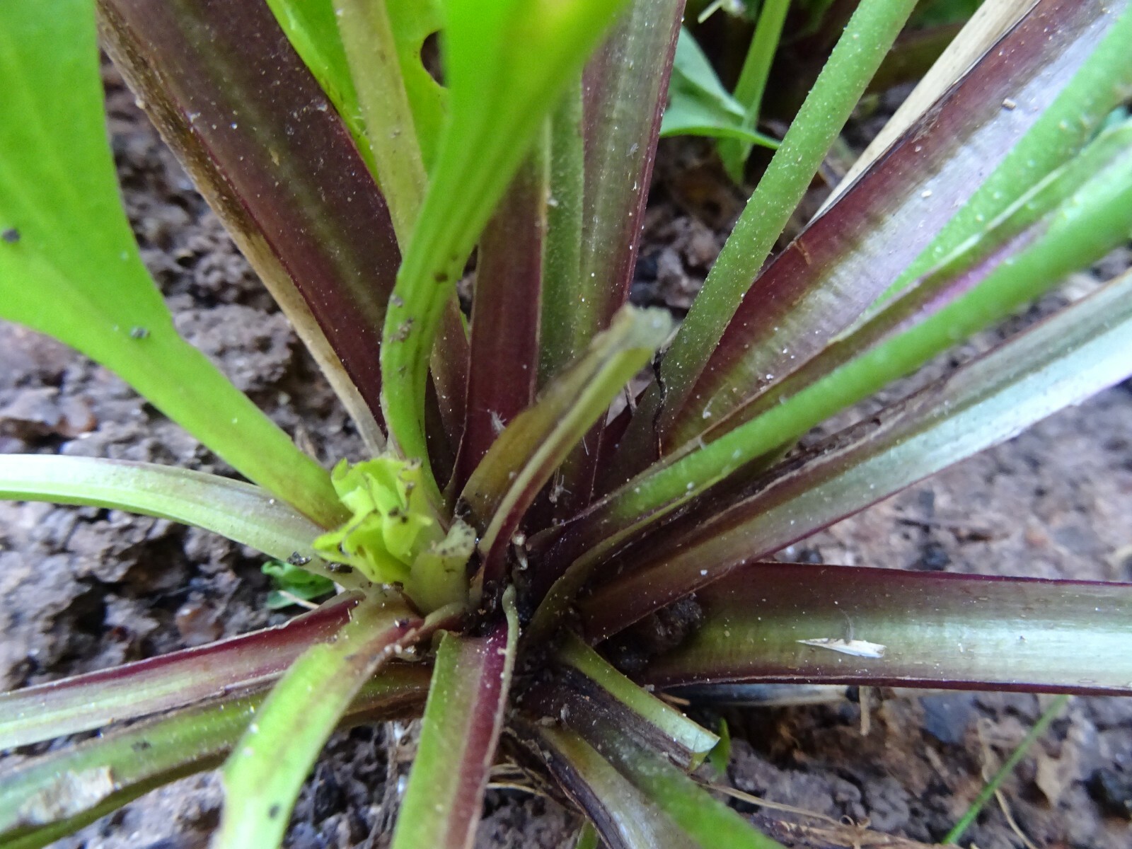 American plantain Plantago rugelii Native Perennial Wildflower 200 seeds Edible
