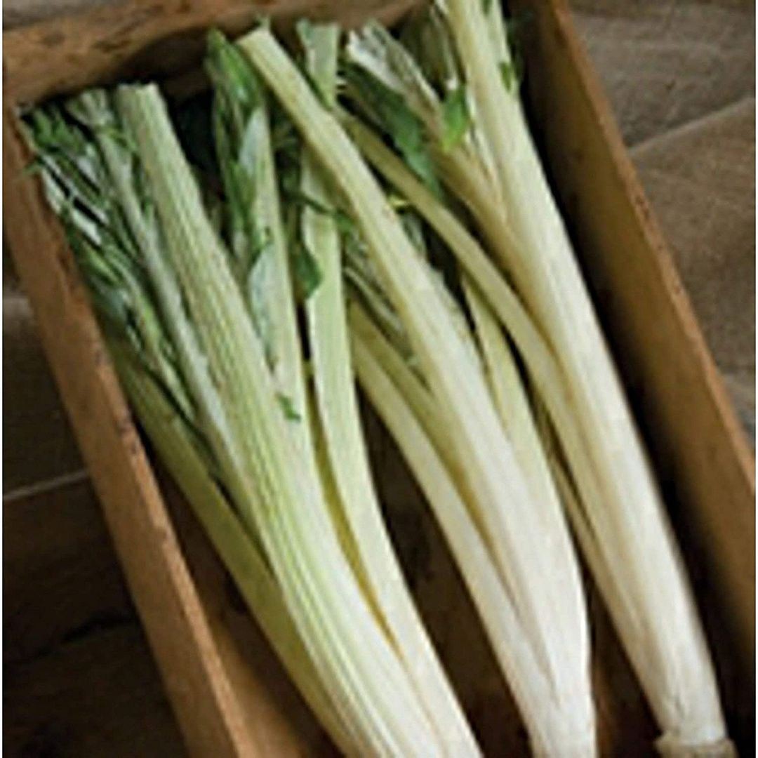 Unbrandred Cardoon Seeds (25+ Seeds)(More Heirloom, Organic, Non GMO, Vegetable,