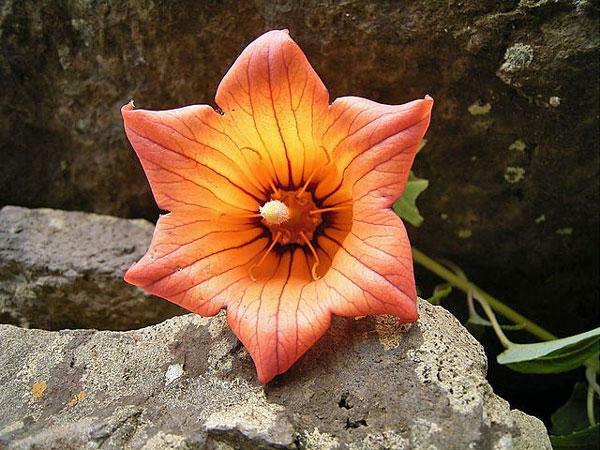 Canarina canariensis | Canary Island Bellflower | Bicácaro | 5 Tiny Seeds