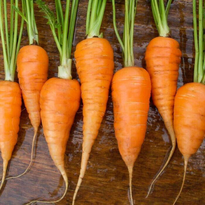 CHANTENAY RED CORED CARROT 1100 SEEDS FRESH FOR 2024 GARDENS