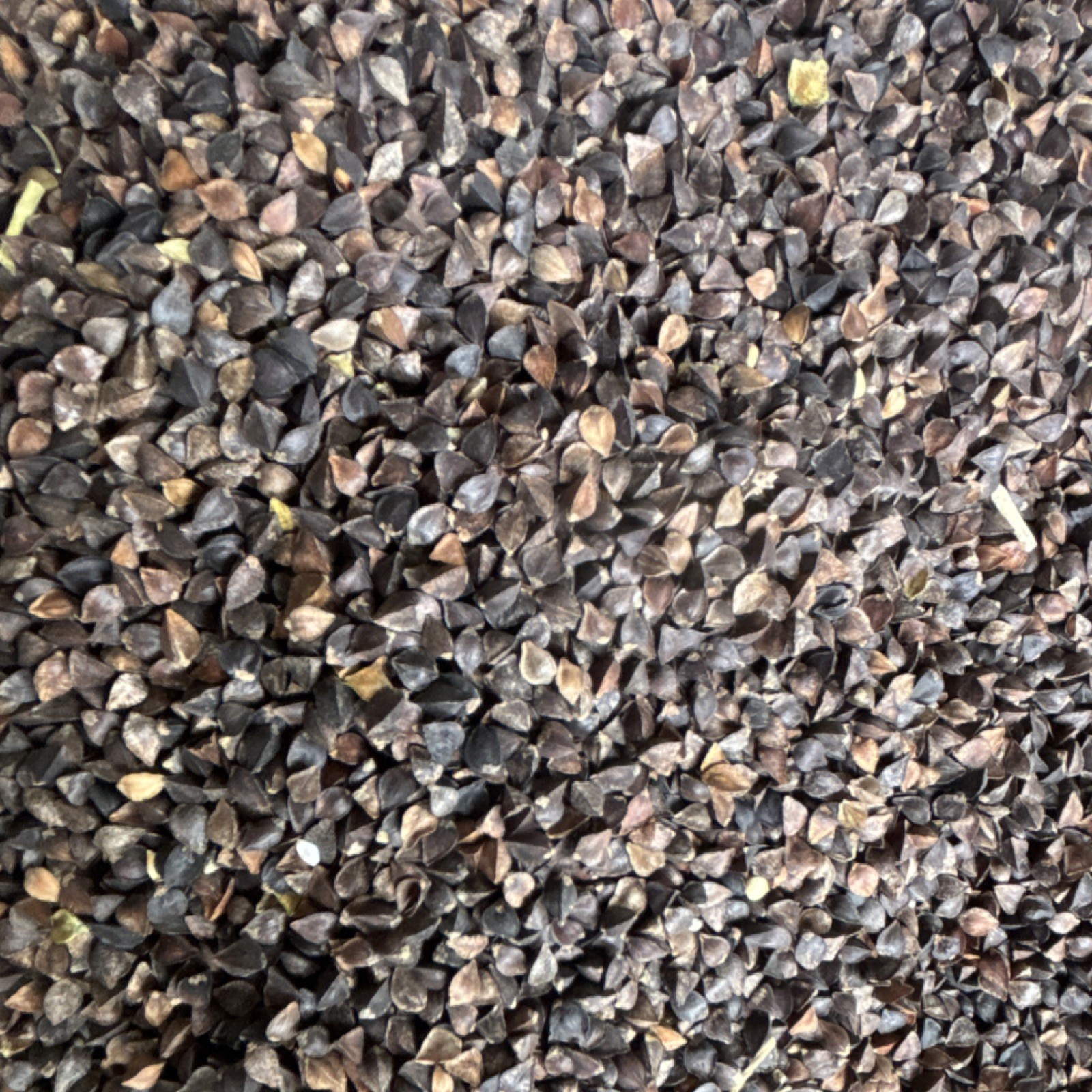 Buckwheat Seeds 2# For Birds