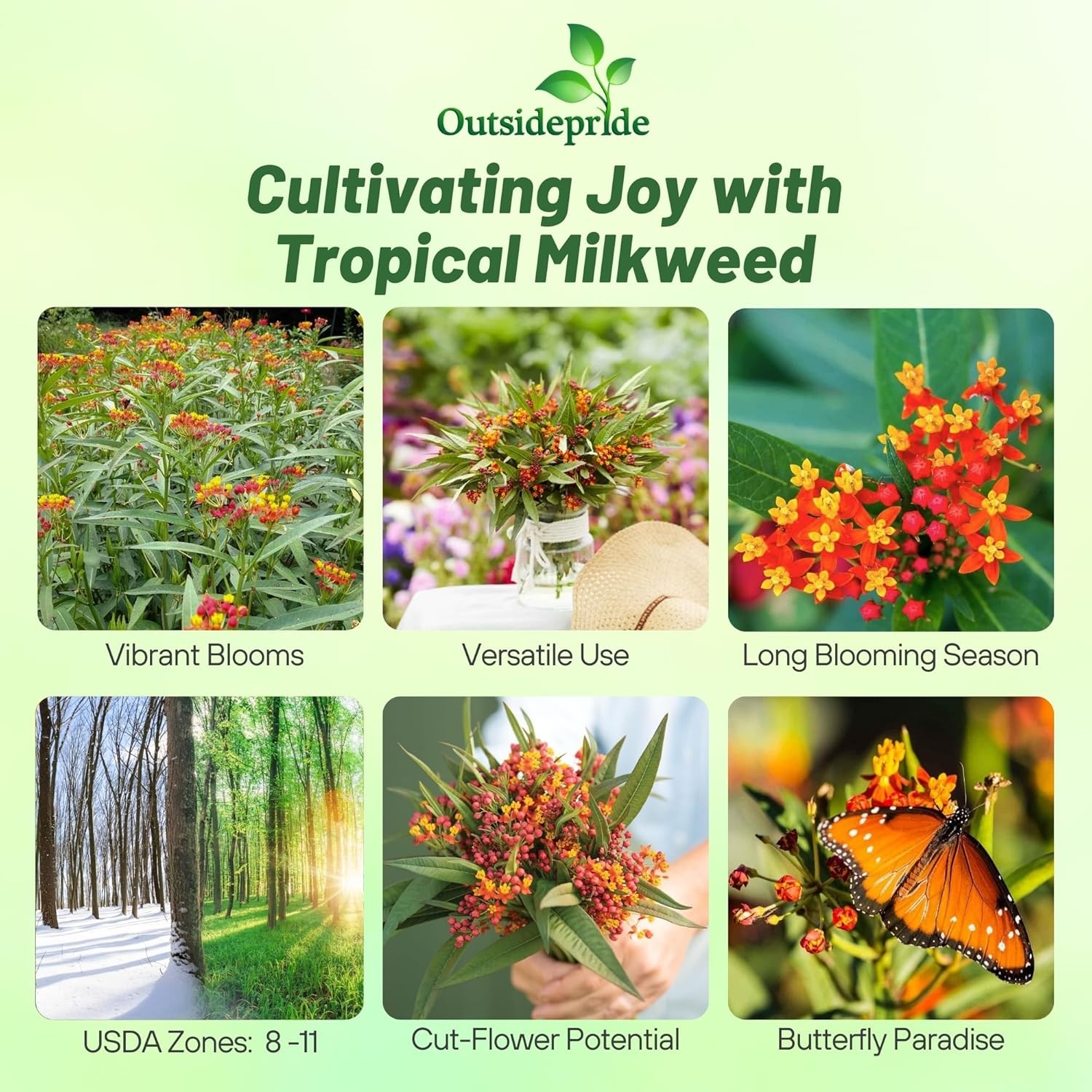 1000 Seeds Red Mexican Butterfly Weed For Planting Outdoors | Tropical