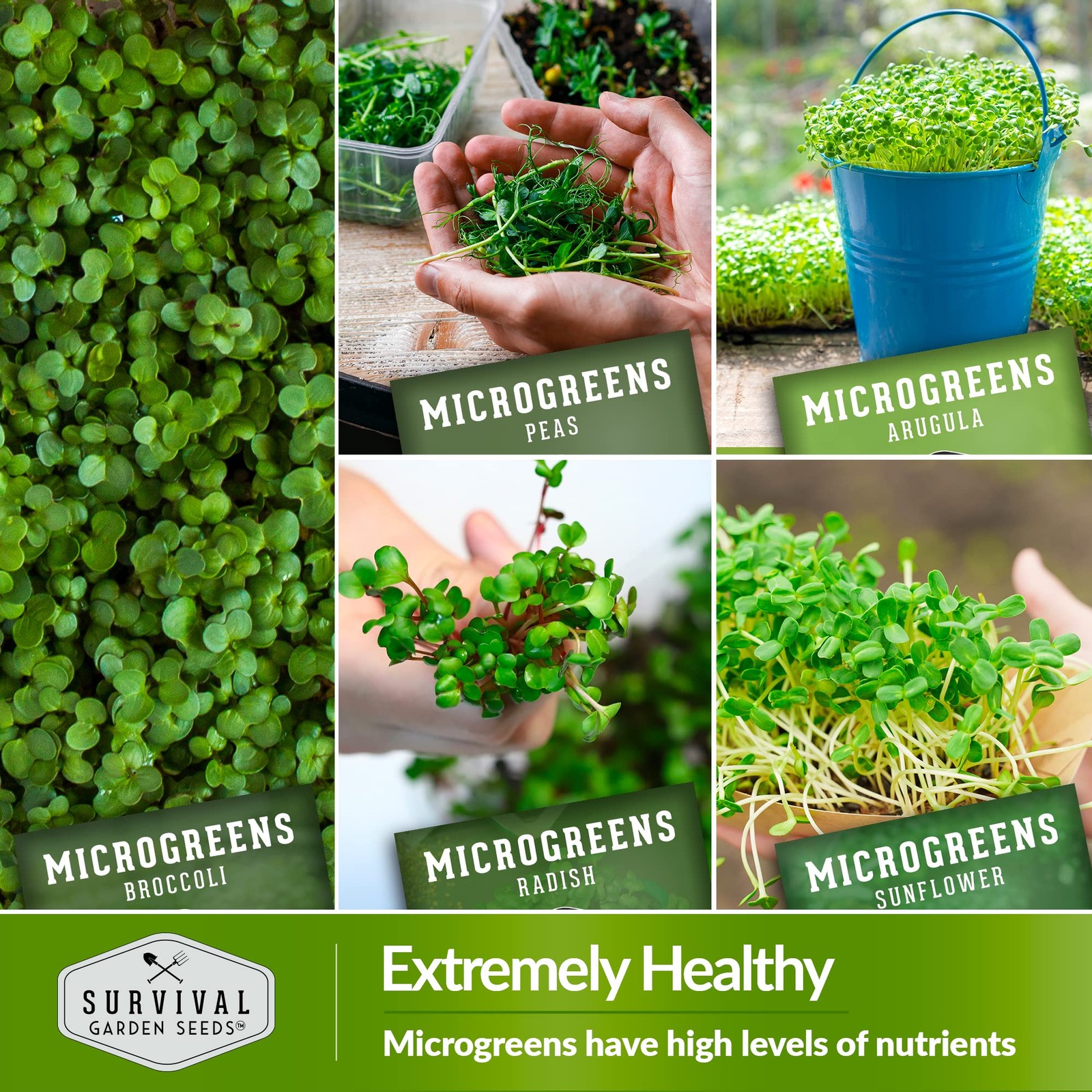 Microgreen Seeds Variety Pack – 10 Heirloom Types for Indoor Sprouting – Broc…