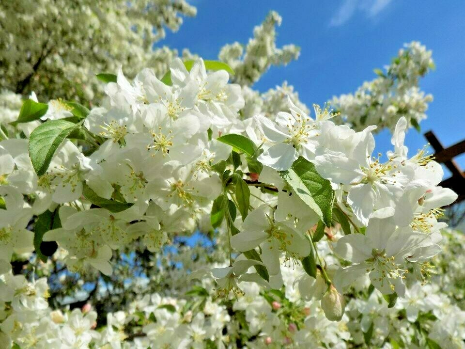 SUTYZAM CRAB APPLE SEEDS – Malus ‘Sutyzam’