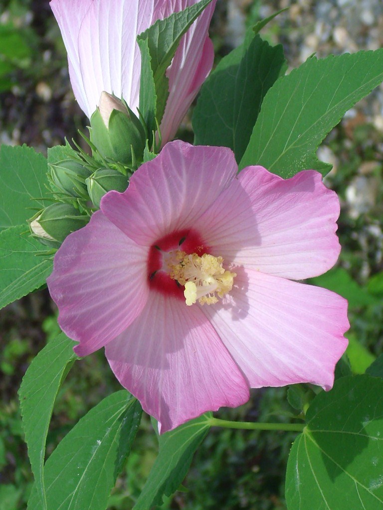 40 PINK SWAMP ROSE MALLOW SEEDS – WILD HIBISCUS – Hibiscus moscheutos