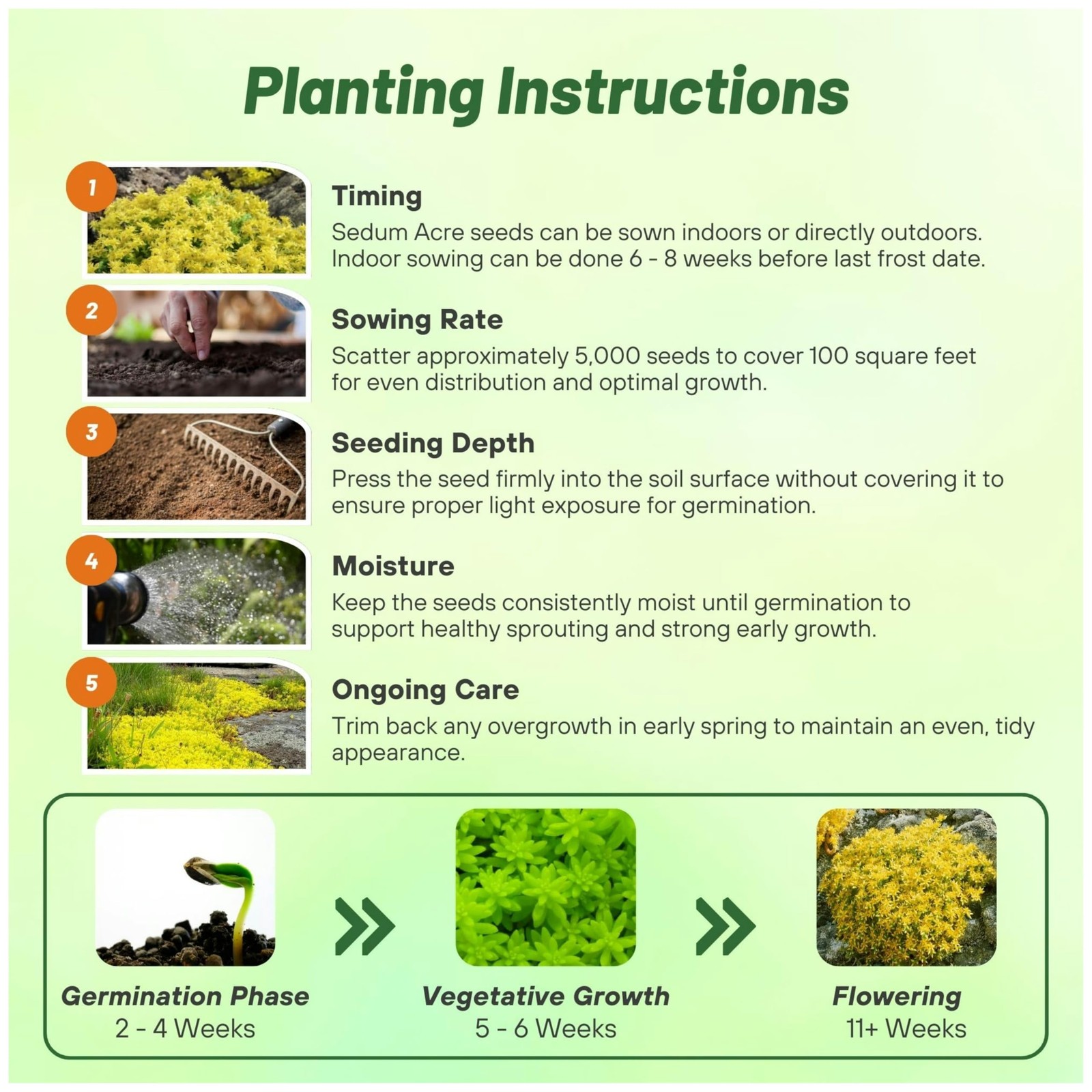 Acre Sedum Seeds – 5000 Pcs Perennial Ground Cover Seeds for Planting, Cold-H…