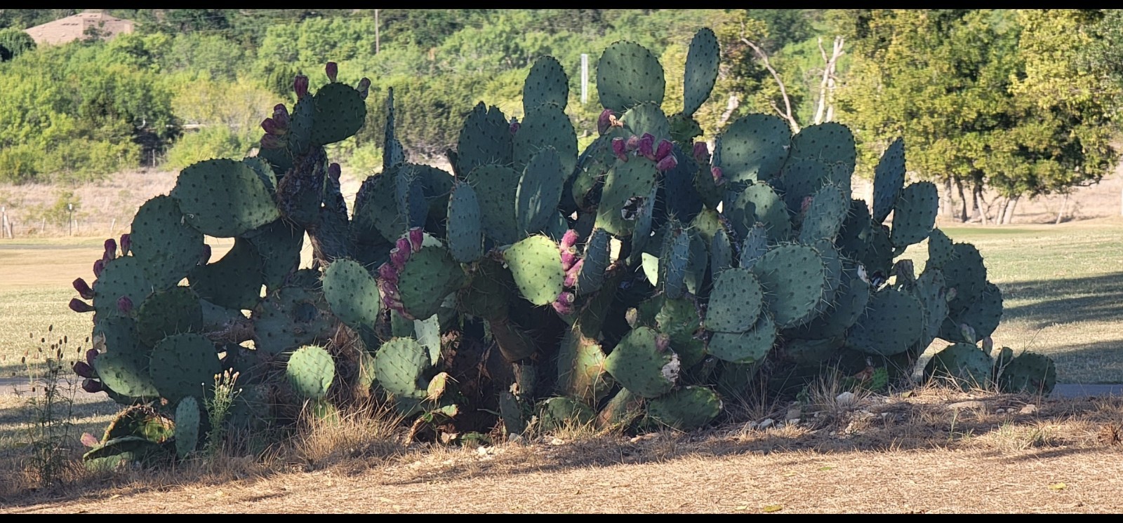 Opuntia cacanapa – Texas Blue Prickly Pear Cactus 25 Seeds Tuna Red 2025 Seeds